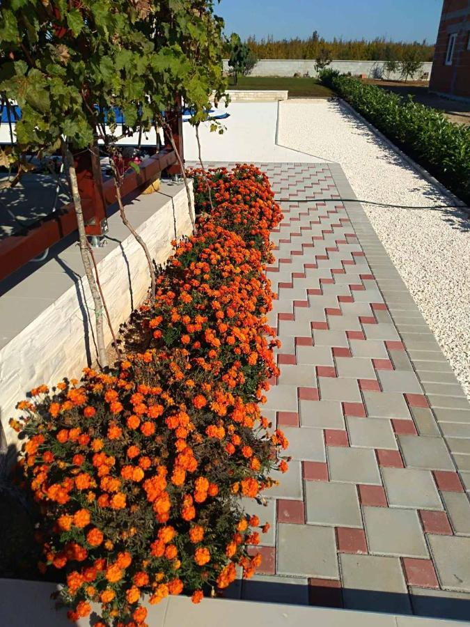 Villa Verbena Mala Cista 客房 照片